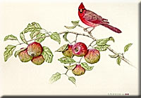 "Cardinal with Wild Apples"