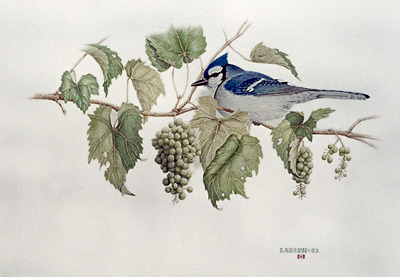 "Blue Jay with Wild Grapes"