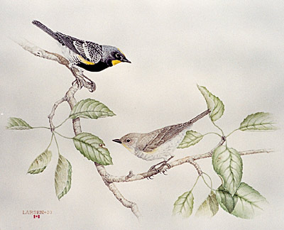 "Yellow-Rumped Warblers"