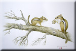 "Mentoring Mother - Eastern Chipmunks"