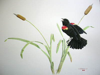 "Territorial Challenge - Red Winged Blackbird"