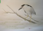 "Black Crowned Night Heron"