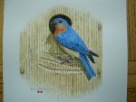 "Eastern Bluebird"