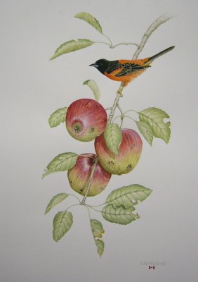 "Orchard Oriole"