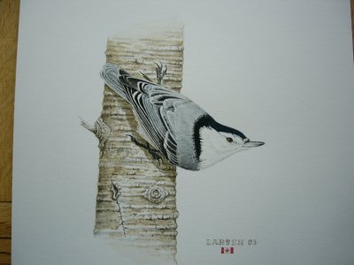 "White Breasted Nuthatch"