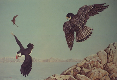 "On the Hunt - Peregrine Falcons & Atlantic Puffin"