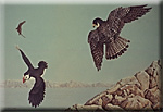 "On the Hunt - Peregrine Falcons & Atlantic Puffin"