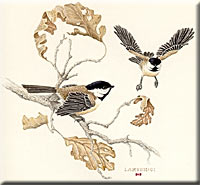 "Autumn Oaks - Black-capped Chickadees"