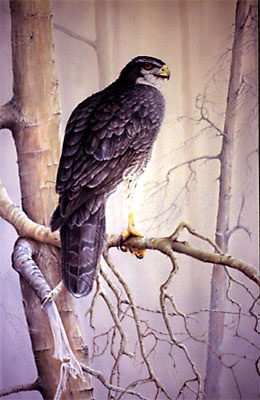 "Phantom of the Forest - Goshawk"