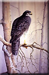 "Phantom of the Forest - Goshawk"